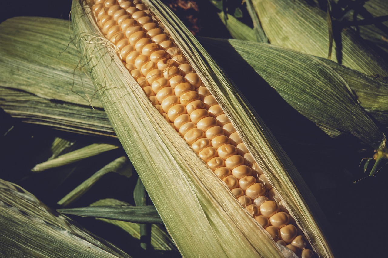 山东白菜价格最新行情深度解析