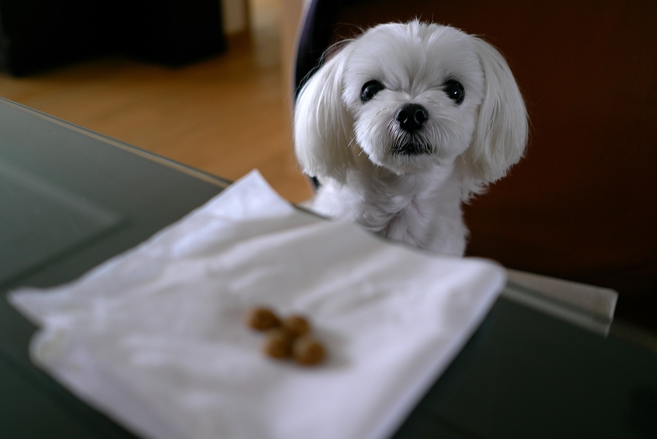 犬比赛指南，规则、流程与参与方式