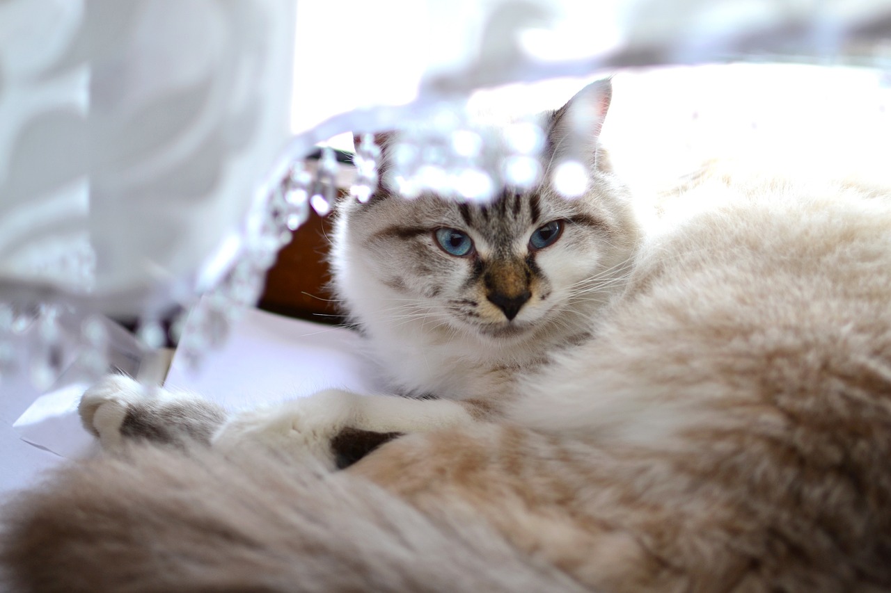 探索猫界新成员，最新猫咪品种介绍