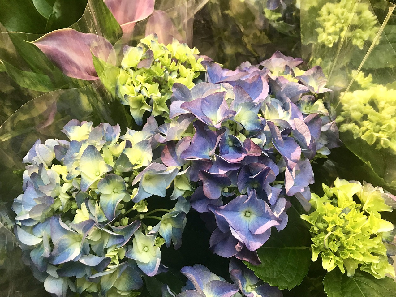 花卉比赛的魅力与意义，绽放的花朵背后的故事